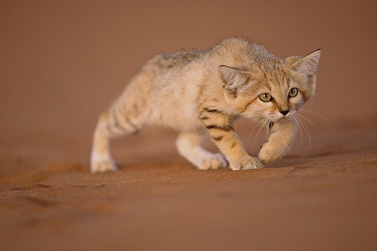 Кошка пустыни. Барханный кот. Пустынный барханный кот. Песчаная барханная кошка. Котята барханной кошки.