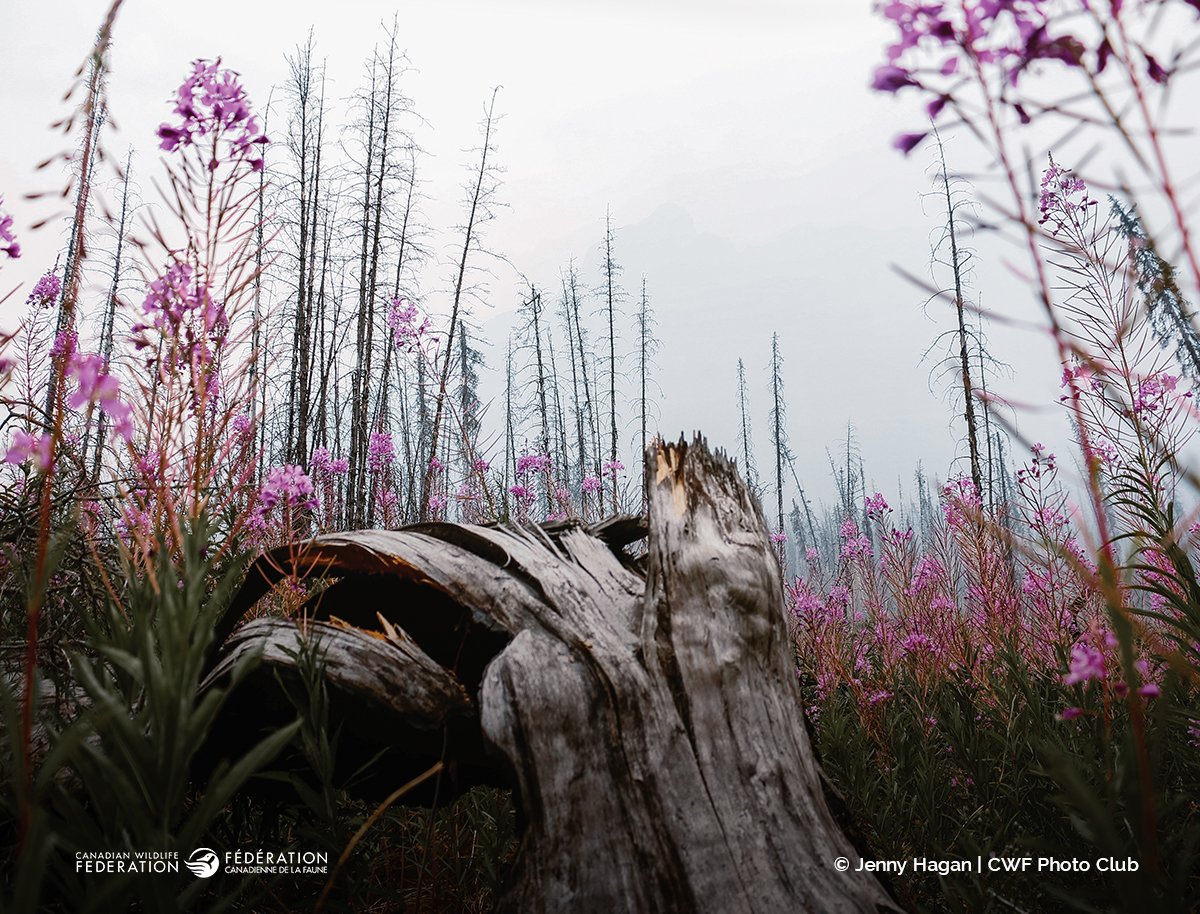 CWF_FCF's tweet image. "Fire ravaged trees claimed over by wildflowers" 🔥🌼 This incredible photo by Jenny Hagan was the winner of the "Finding Flora" category of 2021's #ReflectionsOfNature photo contest! See all winners: ow.ly/5VZ850HTW61