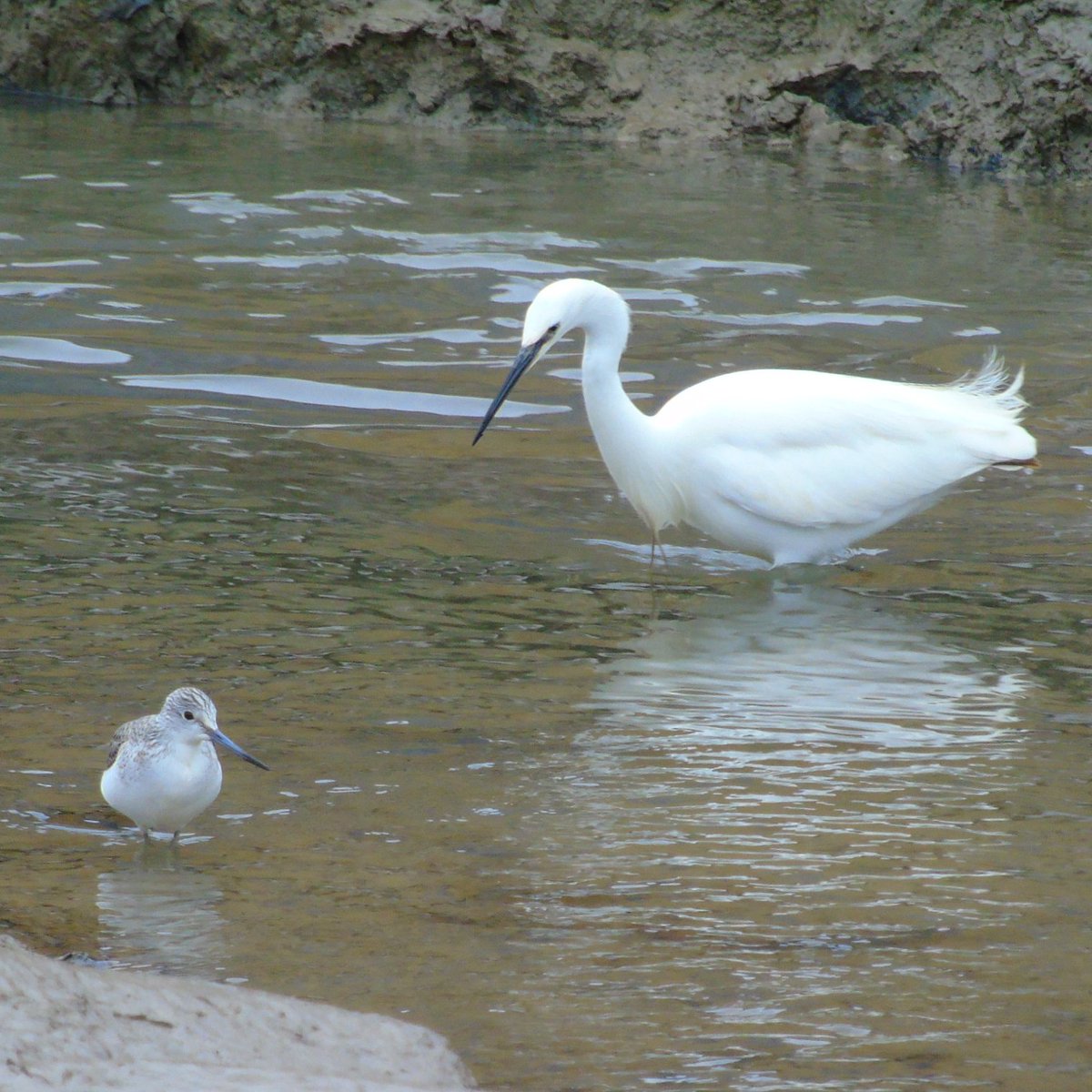 OareMarshes's tweet photo. Ultra local this morning.
#Mandarin staying hidden at local duck pond.
#Greenshank #Redshank #LEgret, summer plume #BHGull #Moorhen #GreyWagtail #Wren #Btit #Gtit #Kingfisher lots more....#FavershamCreek.
Just shows that you dont need to go far for a #birding fix. https://t.co/AHEerMYEpp