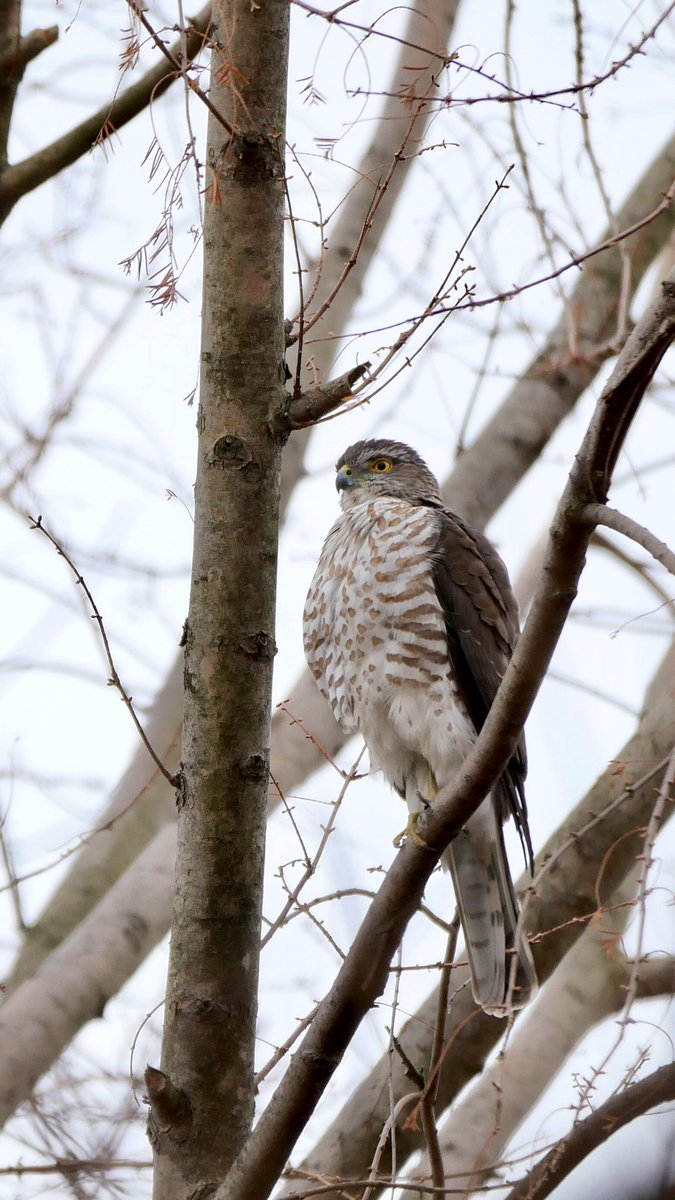 user_b44447e1ツミの雄成鳥と雄幼鳥の剥製