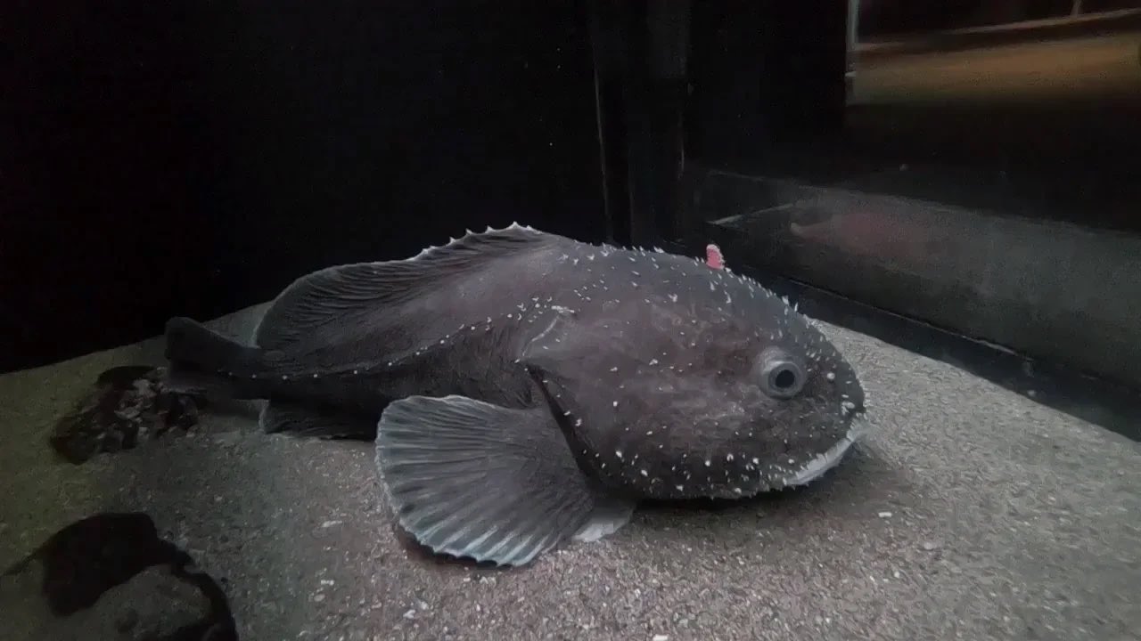 🐾Obscure Animal Of The Day🐾 on X: Today's obscure animal of the day is  the healthy blobfish! These are a deep sea fish found in coasts of  Australia, Tasmania, & New Zealand.