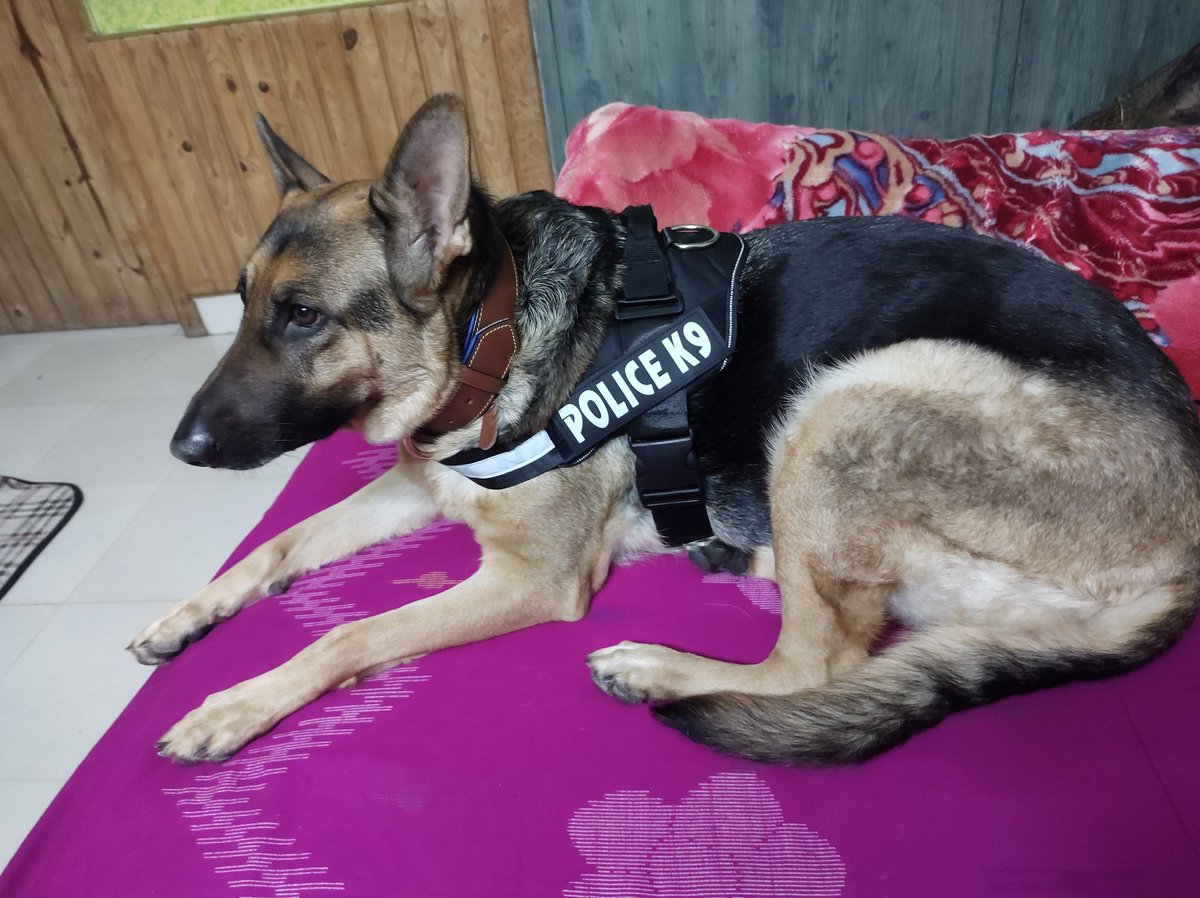 Manab_Deka911's tweet photo. Flaunting her new accessories.
Fiona with her gifts.
#gsdlover #gsd #pupperdad https://t.co/SpFXu4Zxcz