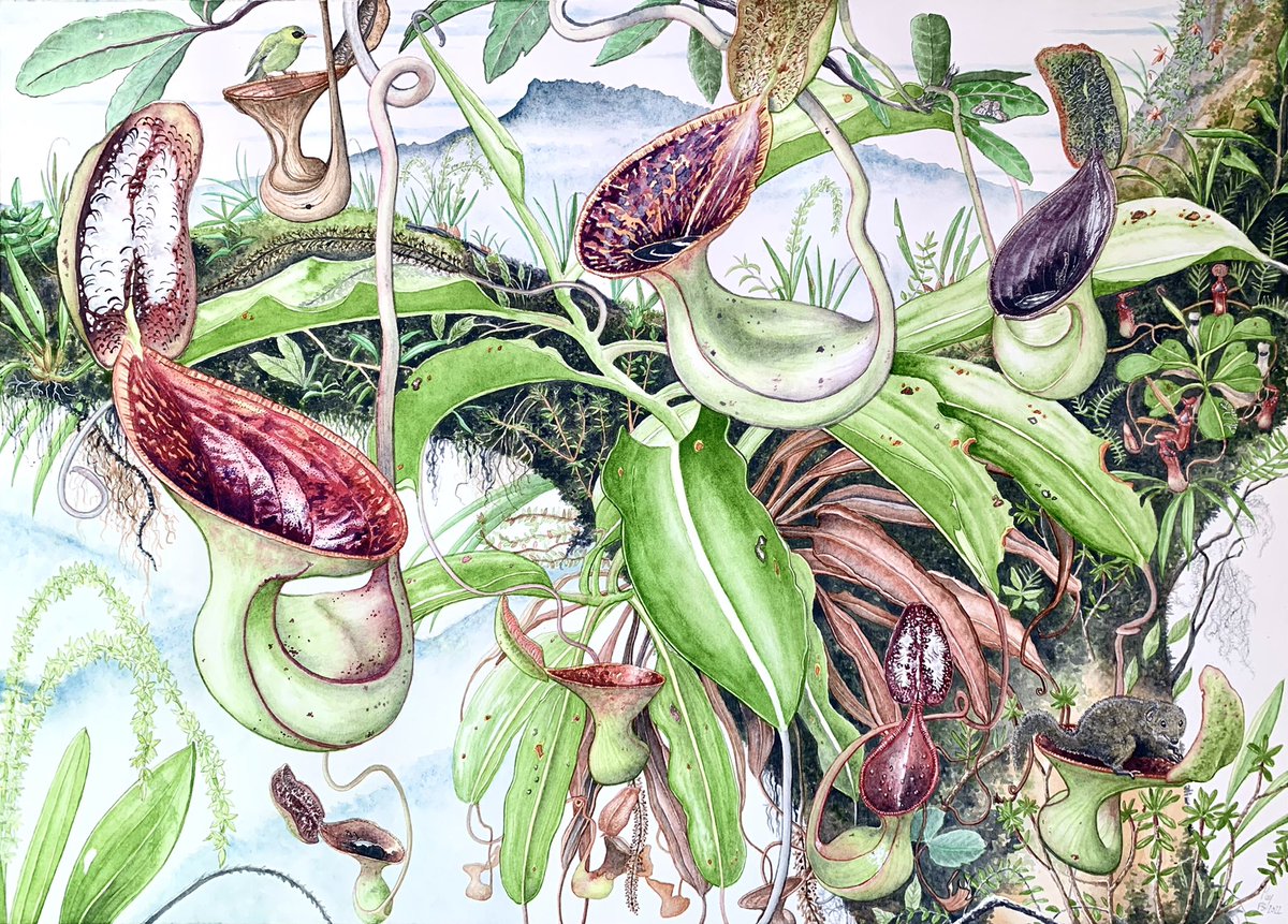 Just completed my Nepenthes lowii watercolor painting yesterday. It is the 4th of a series of 10 dedicated to the iconic pitcher plants of Borneo.

#nepenthes #borneo #botany #carnivorousplants #pitcherplants #botanicalart #botanist #plantpainting #plants
