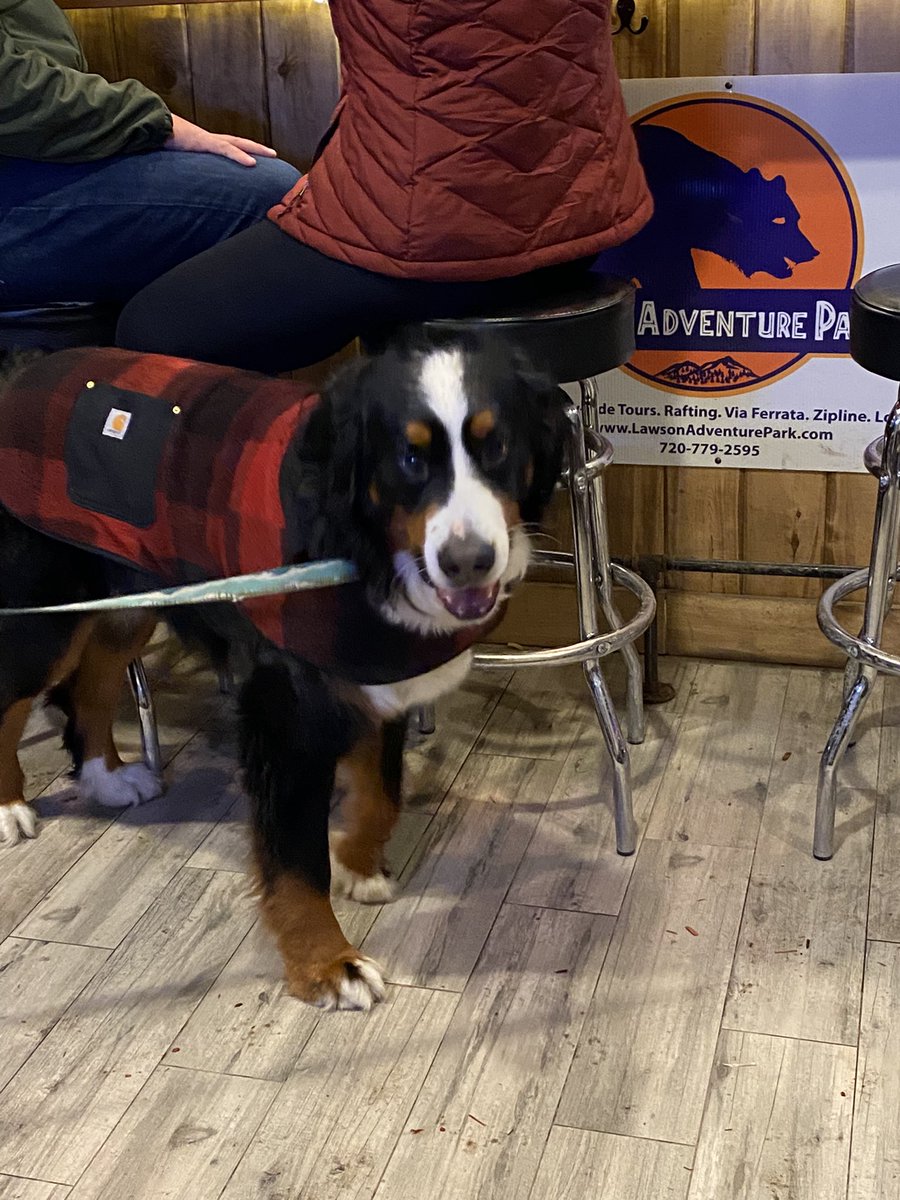 @officialsnowdog stopped by our park for a fine dining experience last night. Congratulations on your 2 year anniversary as Mayor! 

#mayorparker #parkerthesnowdog #georgetown #lovelandskiarea #skiloveland #lawsonadventurepark #finedining #dogfriendly