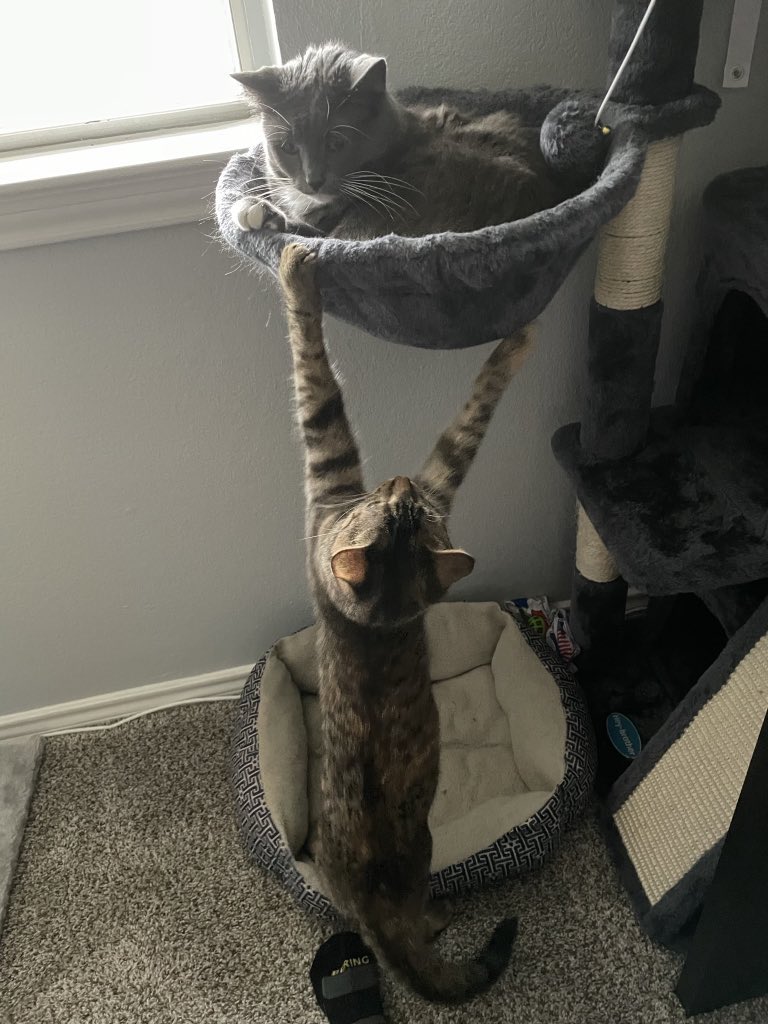 pepper_standing's tweet photo. #cat #CatsOfTwitter https://t.co/b5Dx97hc0N