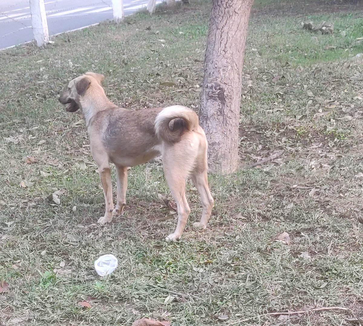 Chetank1901's tweet photo. Hi,
Please help us find Sookhi.  is 1.5 year old Female Indie. Was last seen around GNIOT Campus, Knowledge Park-2, Greater Noida. She had medical tape on her one of her front and rear limbs. @GitanjaliDas89 @rudra207 @AHSN_DF @rachitav22 @PANKAJPARASHAR_ @AwbiBallabhgarh https://t.co/DeHrKKVqJH