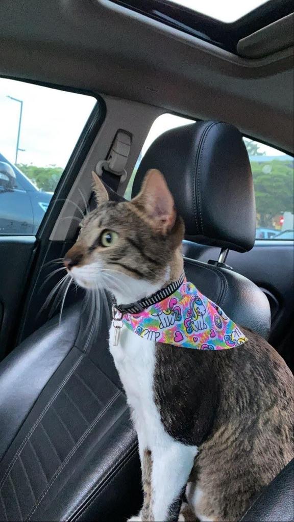 🙃 zarebott tweet media