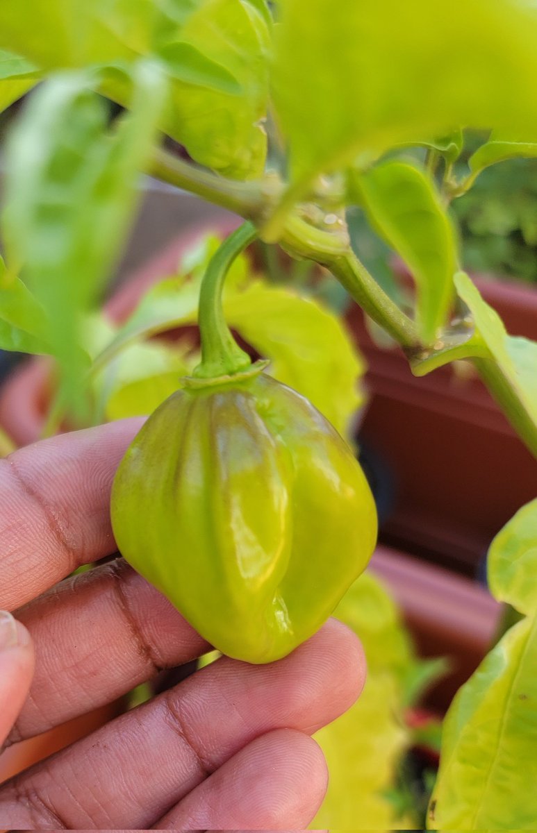 LaviniaEngel's tweet photo. I've never seen habaneros with this sort of blush when they start colouring up. These were labelled "Habanero Mix" when I bought them. Let's see how they develop. ๐ฅ๐ถ๏ธ
#hotpeppers #chillihead #pepperhead https://t.co/M6dzyB1B1C