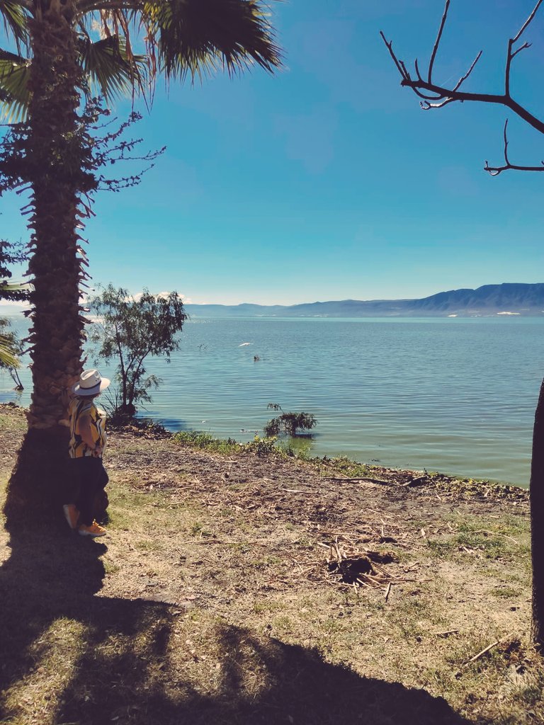 tanyazuga's tweet photo. Paz y tranquilidad es lo q me inspiró estar en este lugar...😍 #chapalaméxico #lago #naturaleza #paisaje https://t.co/puw1smmNcs