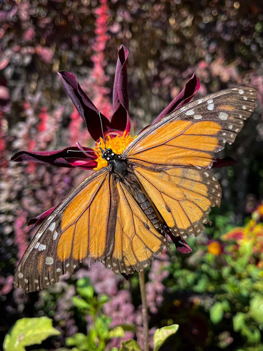 MatRickPhoto's tweet image. Yeah, iPhone macro mode is pretty sweet. 
#shotoniphone 
#iPhonemacrochallenge