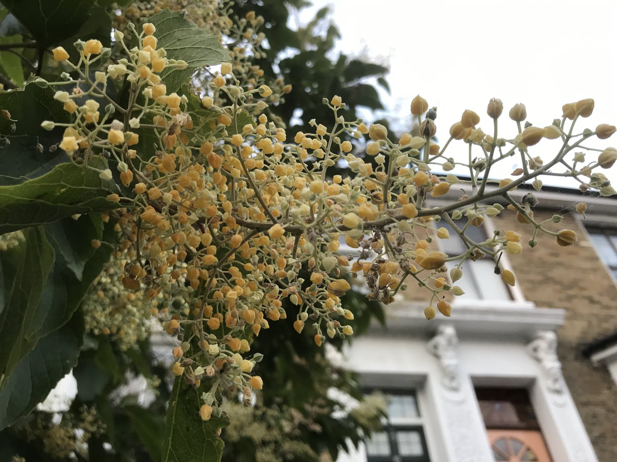 treeruss's tweet photo. Rare Chinese Pearlbloom tree
I've been struggling to ID this for years, having only ever seen this one in a front garden in #Dalston &amp; another (not labelled!) in Bath Botanic Gardens.
#ChinesePearlbloom #Poliothyrsis sinensis #Salicaceae
#LondonTrees #HackneyTrees #RareTrees https://t.co/mfX5Eb4CjS