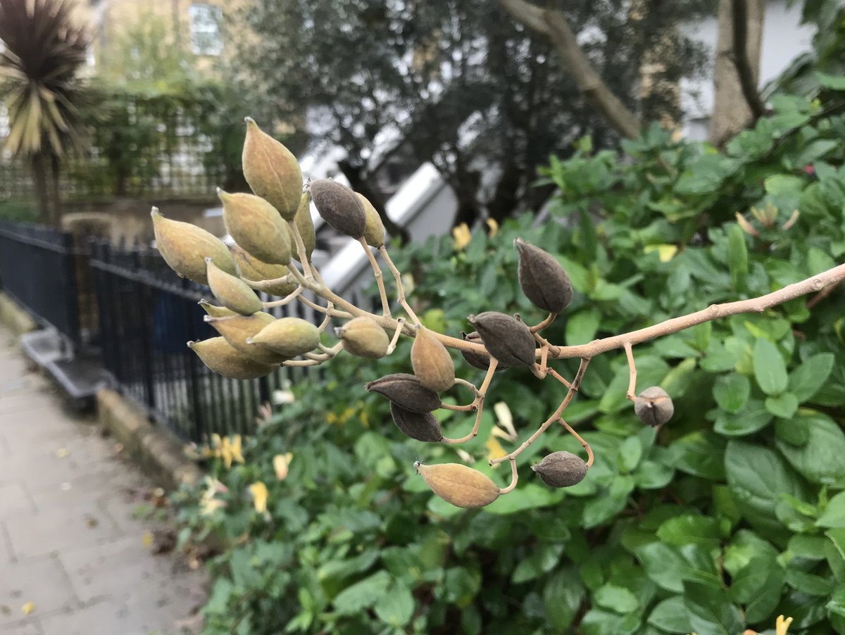 treeruss's tweet photo. Rare Chinese Pearlbloom tree
I've been struggling to ID this for years, having only ever seen this one in a front garden in #Dalston &amp; another (not labelled!) in Bath Botanic Gardens.
#ChinesePearlbloom #Poliothyrsis sinensis #Salicaceae
#LondonTrees #HackneyTrees #RareTrees https://t.co/mfX5Eb4CjS
