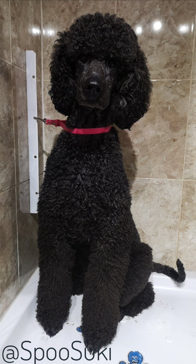 SukiTheSpoo tweet media