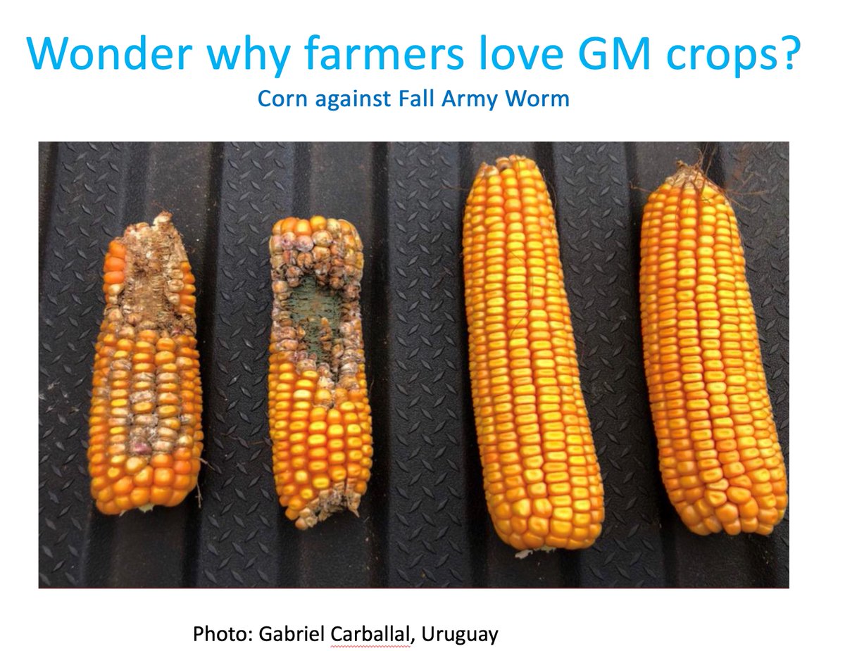 And you thought GM crops were bad?