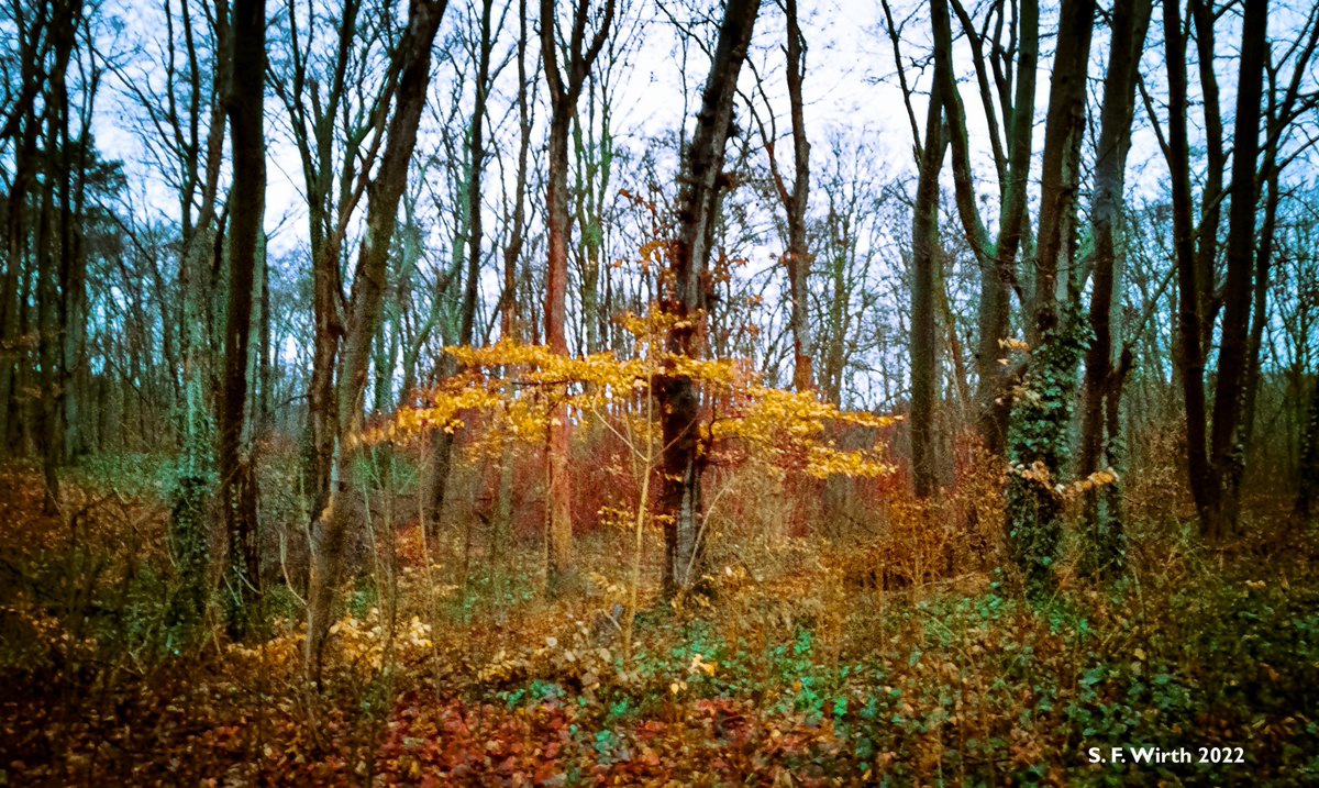 wirthstef's tweet photo. #Forests and its soil provide countless #microhabitats to which organisms with a #phoretic life style are well adapted.#Mites and nematodes are stowed away by insects, transported into bark beetle galleries,dead wood, rotting fallen leaves or sap flux on trees. ©#Stefan #F #Wirth https://t.co/Xz9SVFZXSF
