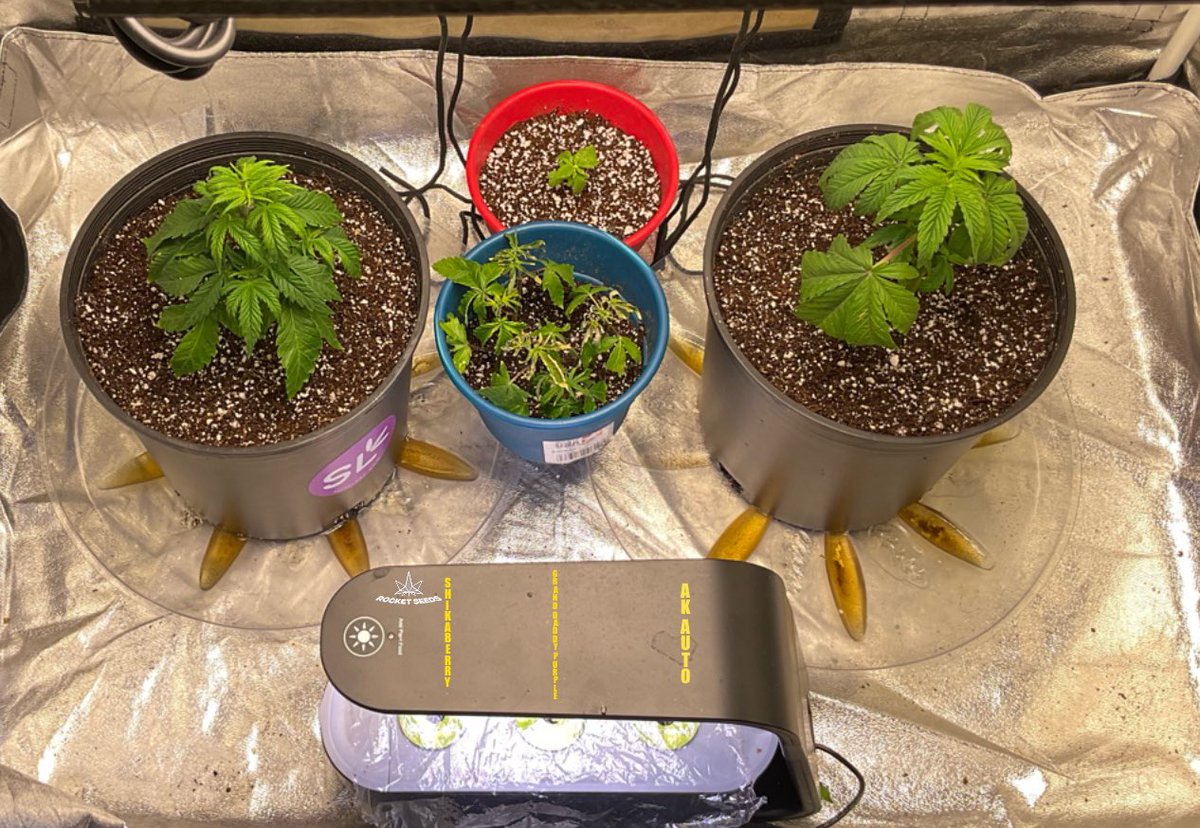 therealTR4G1C's tweet photo. “PEOPLE ONLY SHOW THE BEAUTIFUL BUT WONT SHOW THE STRUGGLE TO GET THERE”

THE TRANSPLANT HAVE ROOTED &amp; NEW GROWTH! STARTED A CLONE SAVING PROJECT (Blue Pot) THAT HAVE NOT ROOTED! ALSO TRANSPLANTED MY HEADLESS SEEDLING (Red Pot) THAT HAS NOW GROWN ITS NEW LEAVES! #GrowYourOwn https://t.co/6S1MZWnLdF