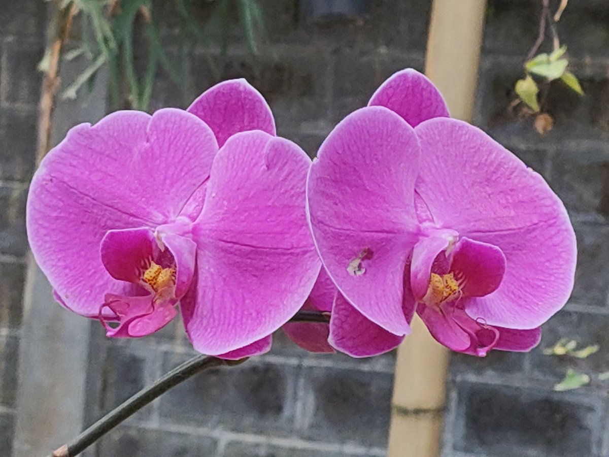 Belantara sunyi
Kadang ia marah
Tak jarang tersenyum
Dan lebih banyak pasrah
Kerakusan hakiki
Menebas tiap batas
Menandaskan sejarah
Menafikan kearifan
Tentang daun yang berbisik
Dan mandat penutur bijak

Esok
Entah bertahan
Atau tergilas tawa
#CelahAwan
#DengungLebah