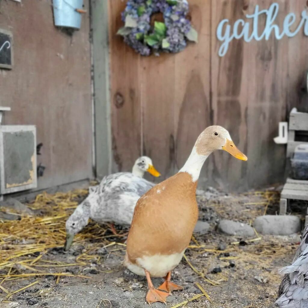 FreshEggsDaily's tweet photo. All Fern ever wants to do is explore and play. Waiting for the others to finish their breakfast really cramps her style. But she stands patiently at the assigbed meeting spot ready to see what kind of mischief and mayhem the day might hold.
.
.
.
.
#runnerduck #ducksofinsta… https://t.co/gCNmfCRzdi