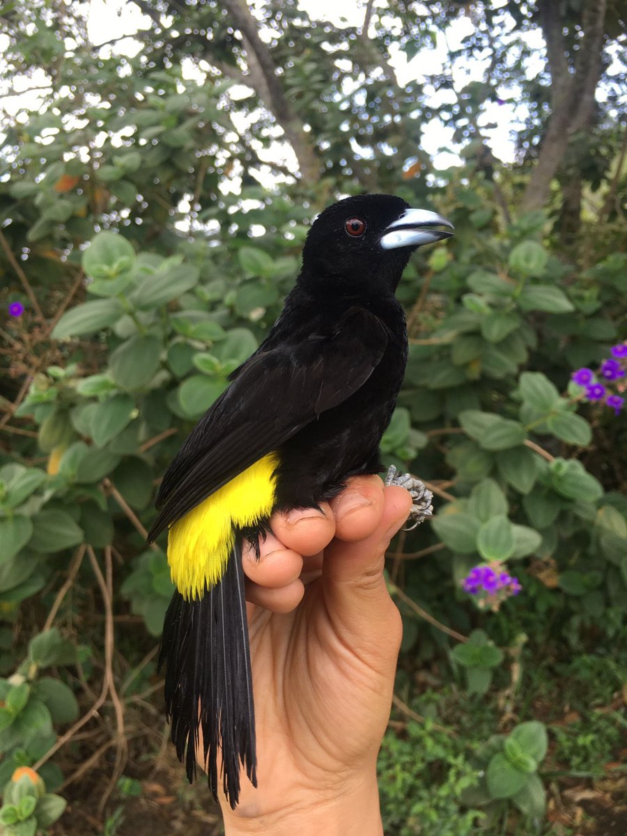 Maria Isabel Castaño (@mariacastanogal) on Twitter photo Reporting live from Colombia 🇨🇴! Stay tuned to find out what lies behind the amazing Lemon/Flame-rumped Tanager hybrid zones. Thanks to <a href="/AmOrnith/">American Ornithological Society</a> @TropBioLab & <a href="/cdanielcadena/">daniel cadena</a> Finally doing #fieldwork #ornithology Reporting live from Colombia 🇨🇴! Stay tuned to find out what lies behind the amazing Lemon/Flame-rumped Tanager hybrid zones. Thanks to <a href="/AmOrnith/">American Ornithological Society</a> @TropBioLab & <a href="/cdanielcadena/">daniel cadena</a> Finally doing #fieldwork #ornithology