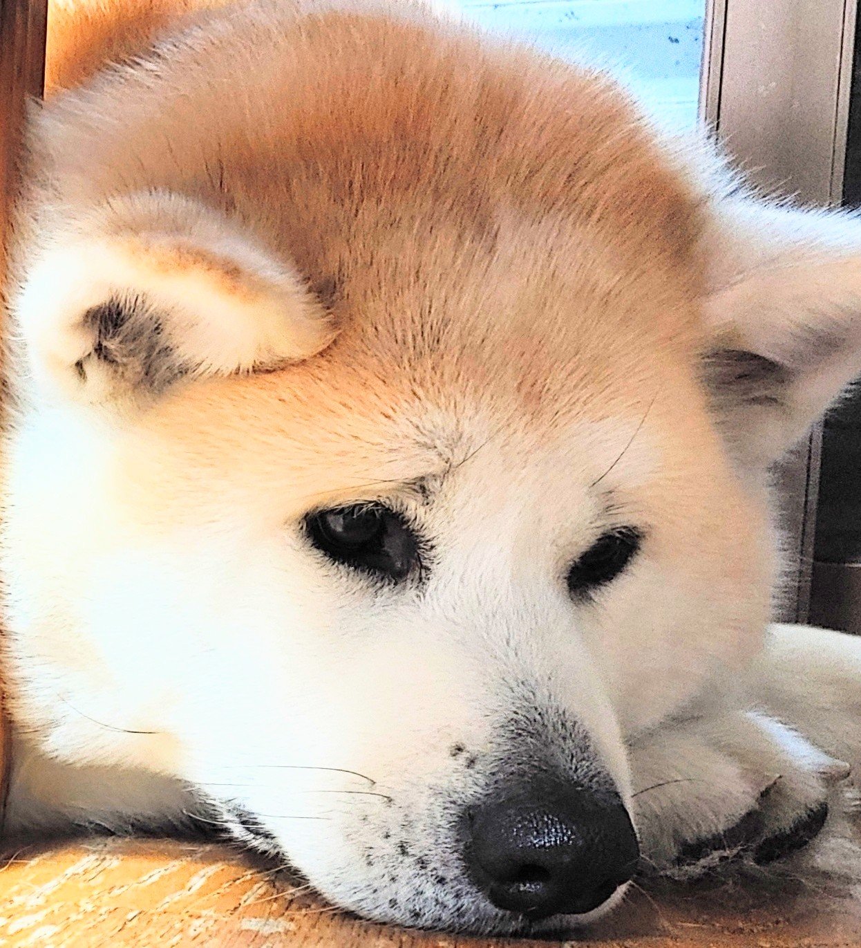 秋田犬 はる さくら 困り眉のハルさんはちょくちょく寂し気な困った顔をする けど 別に困ってはいない 眉毛のせいでそう見えちゃうんだよね 秋田犬 困り顔 困り眉毛 T Co Zipcrhqfdm Twitter 秋田犬 はる さくら 困り眉のハルさんはちょくちょく寂し気な困った顔をする けど 別に困ってはいない 眉毛のせいでそう見えちゃうんだよね 秋田犬 困り顔 困り眉毛 T Co Zipcrhqfdm Twitter