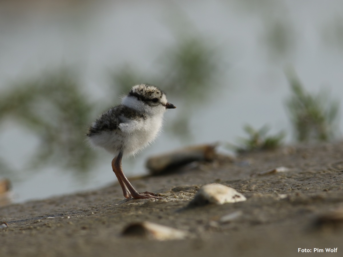 Graag delen! In samenwerking met <a href="/vogelnieuws/">Vogelbescherming NL</a>  hebben we een gave #vacature voor een universitaire student om onderzoek te doen naar bontbekplevieren op stranden in het Deltagebied. :-D Kijk voor meer informatie op onze website: ap.lc/j1pep