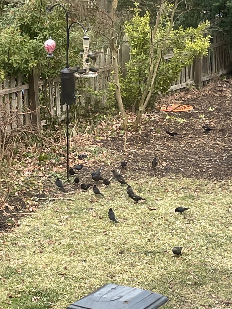 About a third of the swarm of #blackbirds descending on our feeder this morning. Normal for so many to gather like this? Never seen so many at once. #redwingedblackbirds