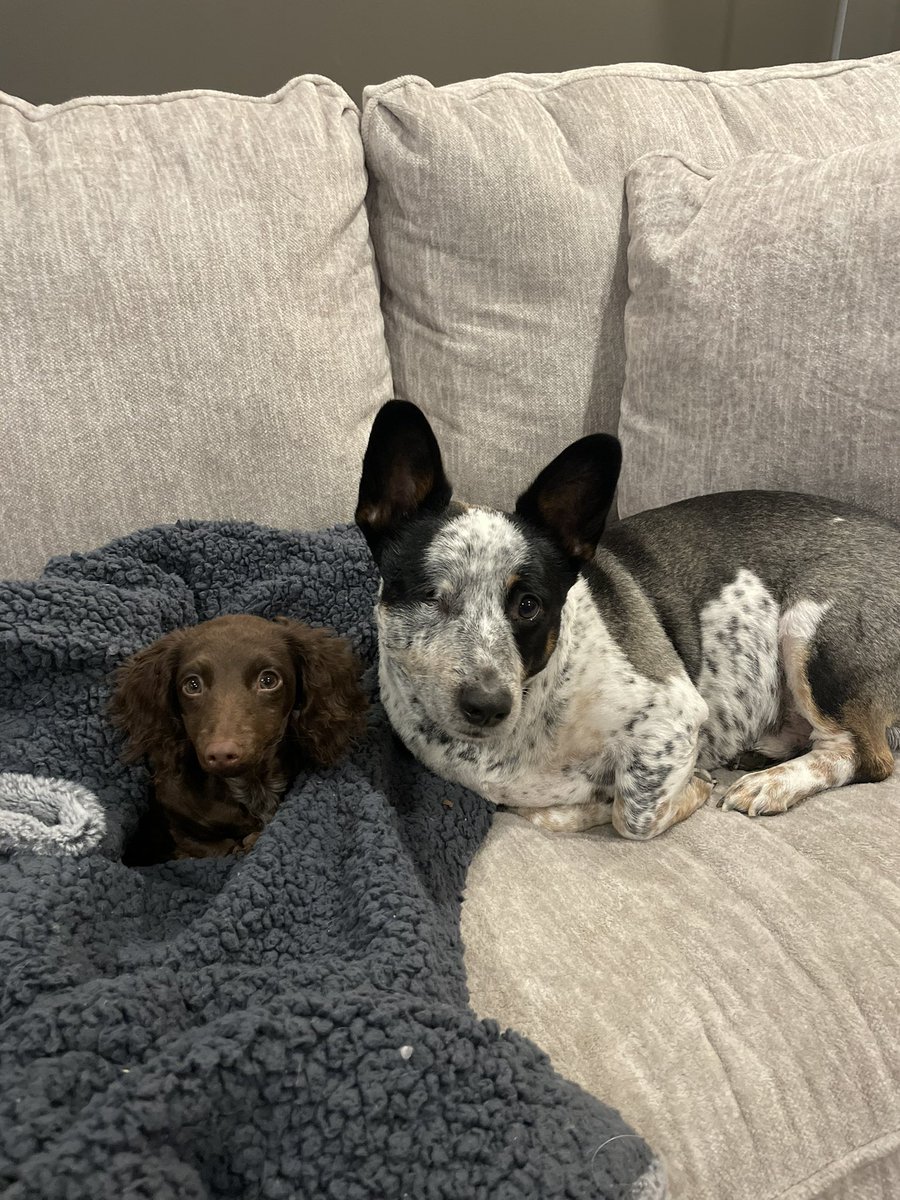 simonetaylor_14's tweet photo. This duo melts my heart 🥰 #cowboycorgi #weenie https://t.co/IwqV4SpYJb