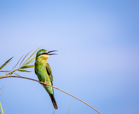 DenPhoto01's tweet photo. Bee Eater Display.

Blue cheeked Bee Eater, Chobe National Park, Botswana. It's all about composition.

@PangolinPhoto @pushabw #SIGMA 
@CanonUSAimaging 
@BotswanaTourism 
#conservation #wildlifephotography  #wildlife #bee-eater https://t.co/E8Nfofos0X