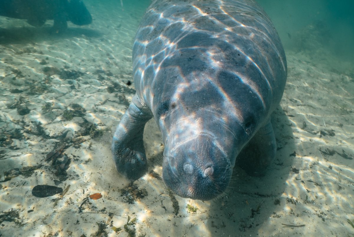 PlayHardFlorida's tweet photo. You're in Florida and you still haven't seen the manatees this year??? Get over to Crystal River, FL and swim right next to the manatees in Three Sisters Springs! https://t.co/LzH0dt2Rre