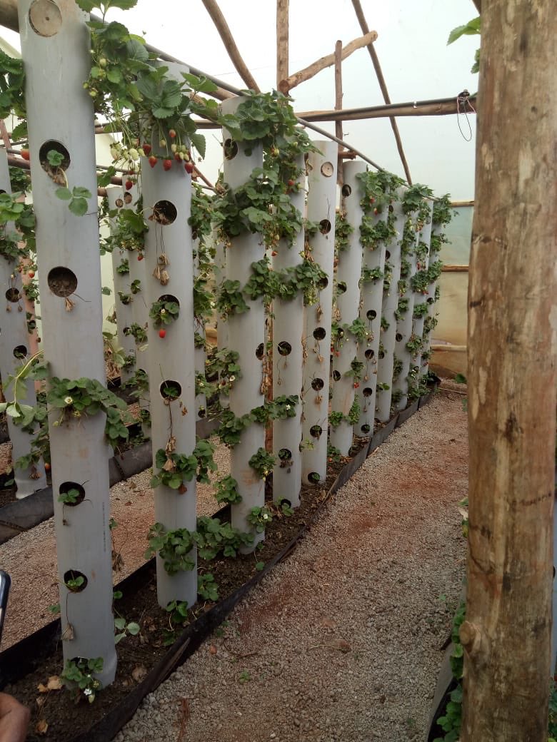 What is the the kind of modern agriculture that is used here?