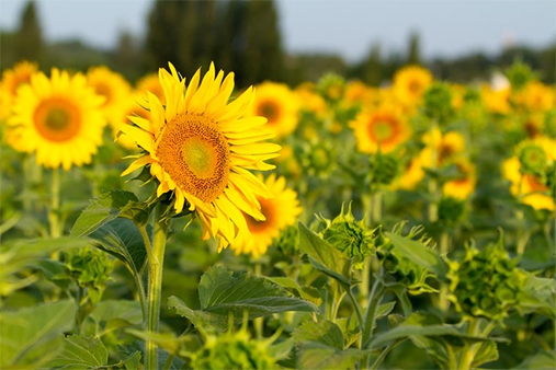 CNRGV's tweet photo. Outstanding genome assembly of Sunflower 3,2 Gb using @bionanogenomics  optical map + @PacBio Hifi sequencing🌻

OMAP: 43 maps/N50=155 Mb
https://t.co/XMQenfPWPk
Sequence assembly: 552 Scaffolds/N50= 140 Mb
https://t.co/jl3HO66uMP

Results: One Scaffold by chromosome/N50=178 Mb🧬 https://t.co/SR6xH9IK2m
