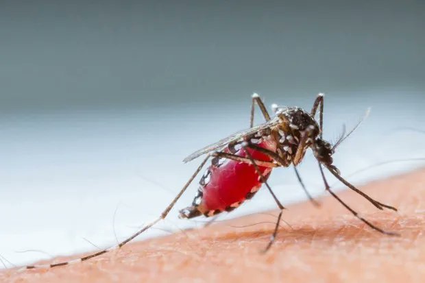 getbzigo's tweet photo. Where do #mosquitoes go in the winter? Some species can hibernate. At temperatures less than 50°F they go into hiding and their bodies shut down. Even if they don’t make it through the cold, female mosquitoes lay their eggs to hatch when temperatures rise.
https://t.co/NjBDGLEFx1 https://t.co/1X798xVDzv