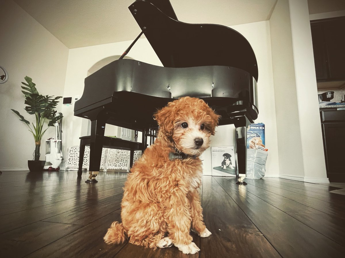 What better than a baby grand piano? A baby grand piano + a puppy! 🐶🐶🐾🐾 #dogs #toypoodle #hoshitoypoodle #piano #pets