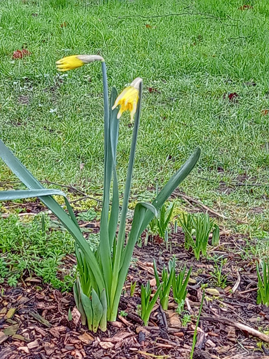 BettinaRezania's tweet photo. Day 38 of #100daysofwalking day 1086 of #1100daysofwalking https://t.co/i0pjuNXVEG