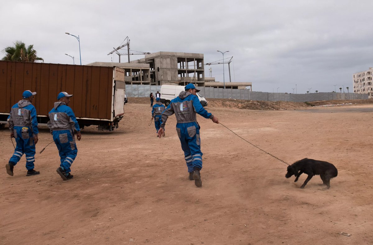 HumaneMorocco's tweet photo. 🚨🆘☠️🐕 #URGENT #ALERTE #Maroc - Amis des animaux: on nous a alerté que les criminels du Bureau Municipal d'Hygiène de Mohammedia sont en train de capturer les chiens pour les exterminer.

📹 Y a-t-il des gens sur place pour les filmer puis les suivre à la fourrière? https://t.co/cw8gyQQKHF