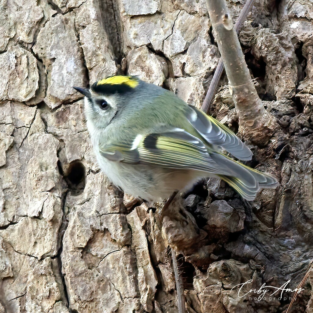 CorbyAmos's tweet photo. Came across this lovely Golden-crowned Kinglet Saturday in the woods. It was further away than ideal, but the crop turned out okay.
.
.
#birdphotography #birdwatching #birding #birdlovers #bird_brilliance #birds_adored #birds_captures #birdfreaks #nuts_a… https://t.co/C1gXcj8lvh https://t.co/F793VPSOrl