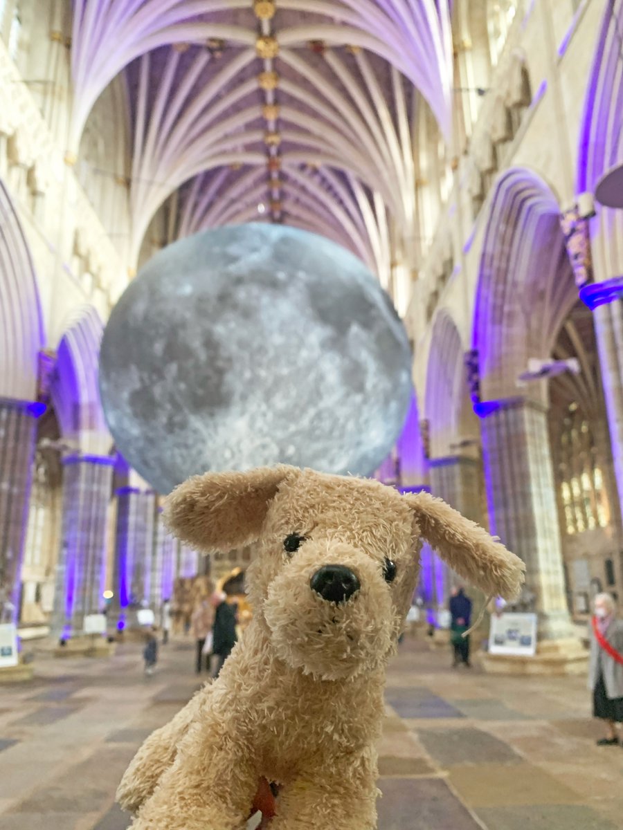 Is this your puppy? 🐶This lovely cuddly dog was lost over the weekend at #ExeterCathedral and we're sure their owner must be missing them greatly. If they belong to you, please get in touch as we'd love to reunite them with their owner.