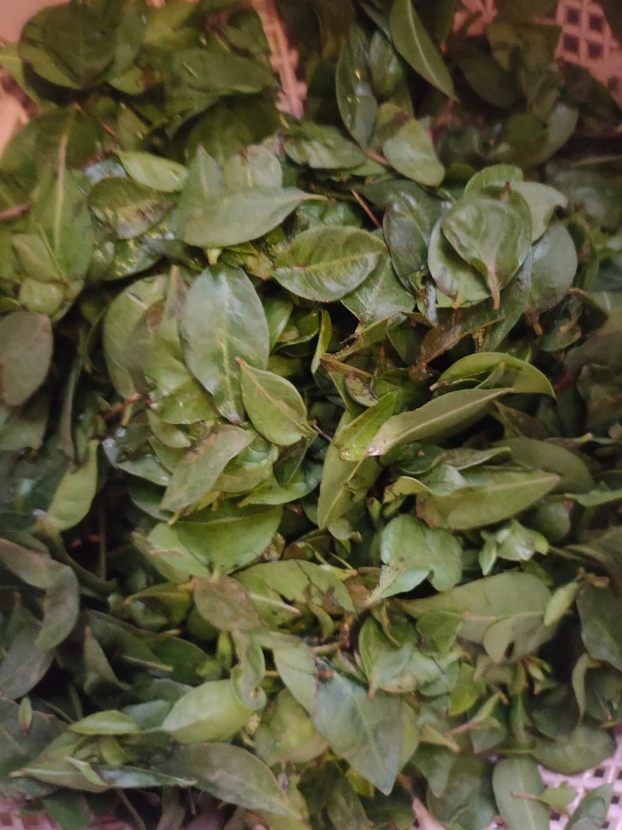 word_dreamer_'s tweet image. सुने है आज #RoseDay है? #7thFeb . 

अच्छे से पहचान लो इसे। ये तुम्हारे दीये गये #rose का रामबाण काट है। तुम्हारे #rose को किताब से निकालकर,उसे फेंक के इसी #मेहँदी  को अपने हाथों लगाकर उसमे अपने प्रियतम का नाम लिखकर तुम्हारा काट के निकल लेगी वो किसी दिन। 😂😂😂

#BeAware