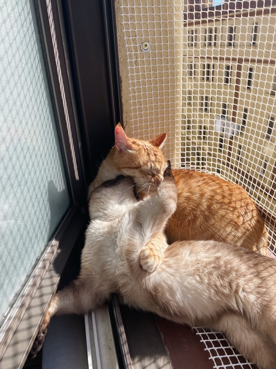 Les encanta darse mimos mientras toman el solecito ☀️