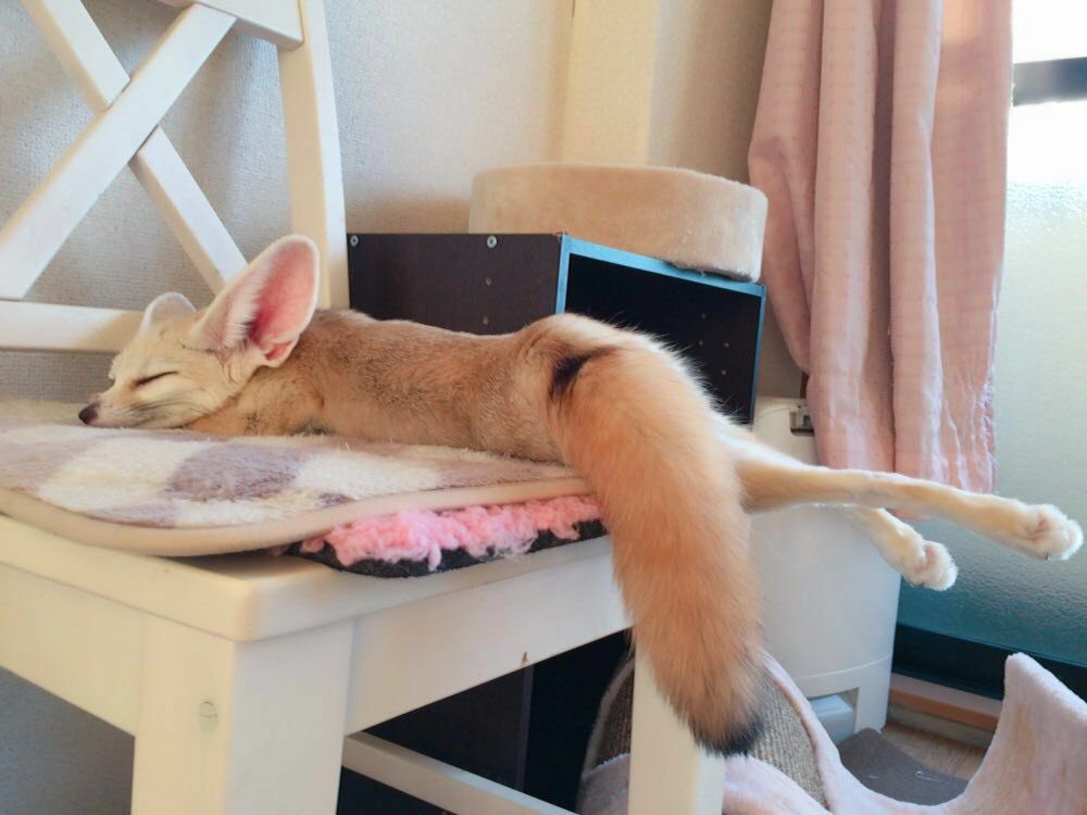 FennecsDaily's tweet photo. https://t.co/RMA3KRoCdh
