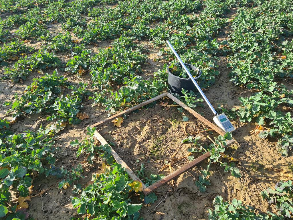 Bientôt le 1er apport sur colza <a href="/MesSatimages/">MesSatimages</a>