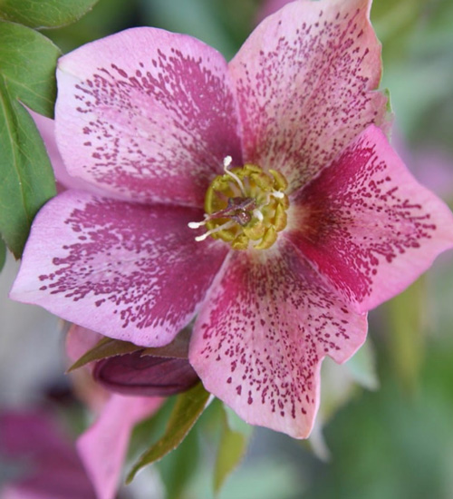 Coblands Garden Centre tweet media