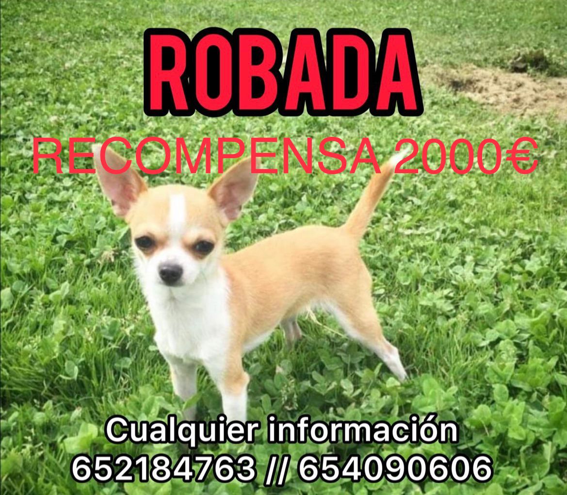 LASAnimal's tweet photo. !!!ATENCIÓN PERRITA ROBADA!!!
 Del hotel canino Kireba en #Lezo #Guipuzcoa muy comprometidos en la protección animal, han sido rescatadores hasta que el ayuntamiento los apartó, aún tienen perros rescatados que no han sido adoptados que colaboran en proyectos de inserción social. https://t.co/RWZ0w9gmpe