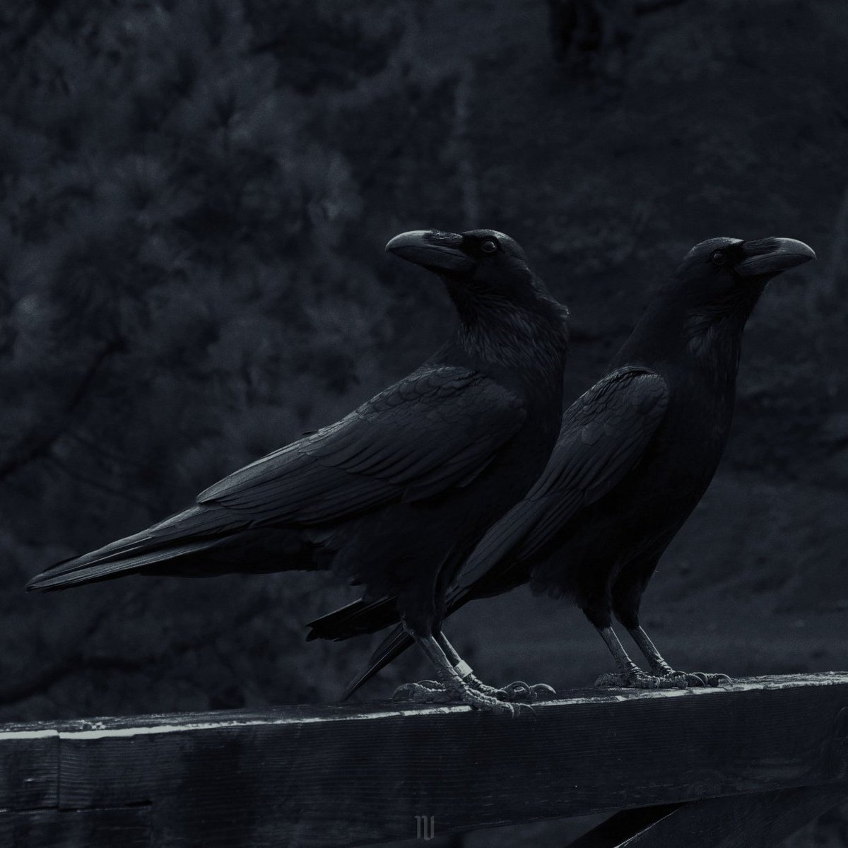 ворон каркает. стая грачей. ворона. черные вороны 5. черные вороны 5.