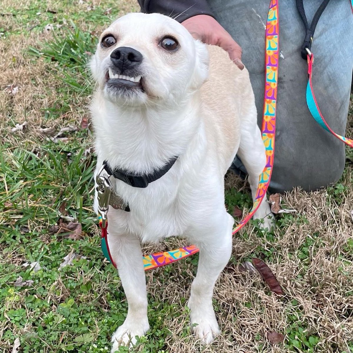 ADOPT: Who can resist a smile like Woody’s? This adorable Chihuahua/Dachshund mix is playful and loves to snuggle too. Contact <a href="/AgapeRescue/">Agape Animal Rescue & Training Center</a> if you’re interested in adopting little man! ✌️❤️🐶 #tinybutmighty