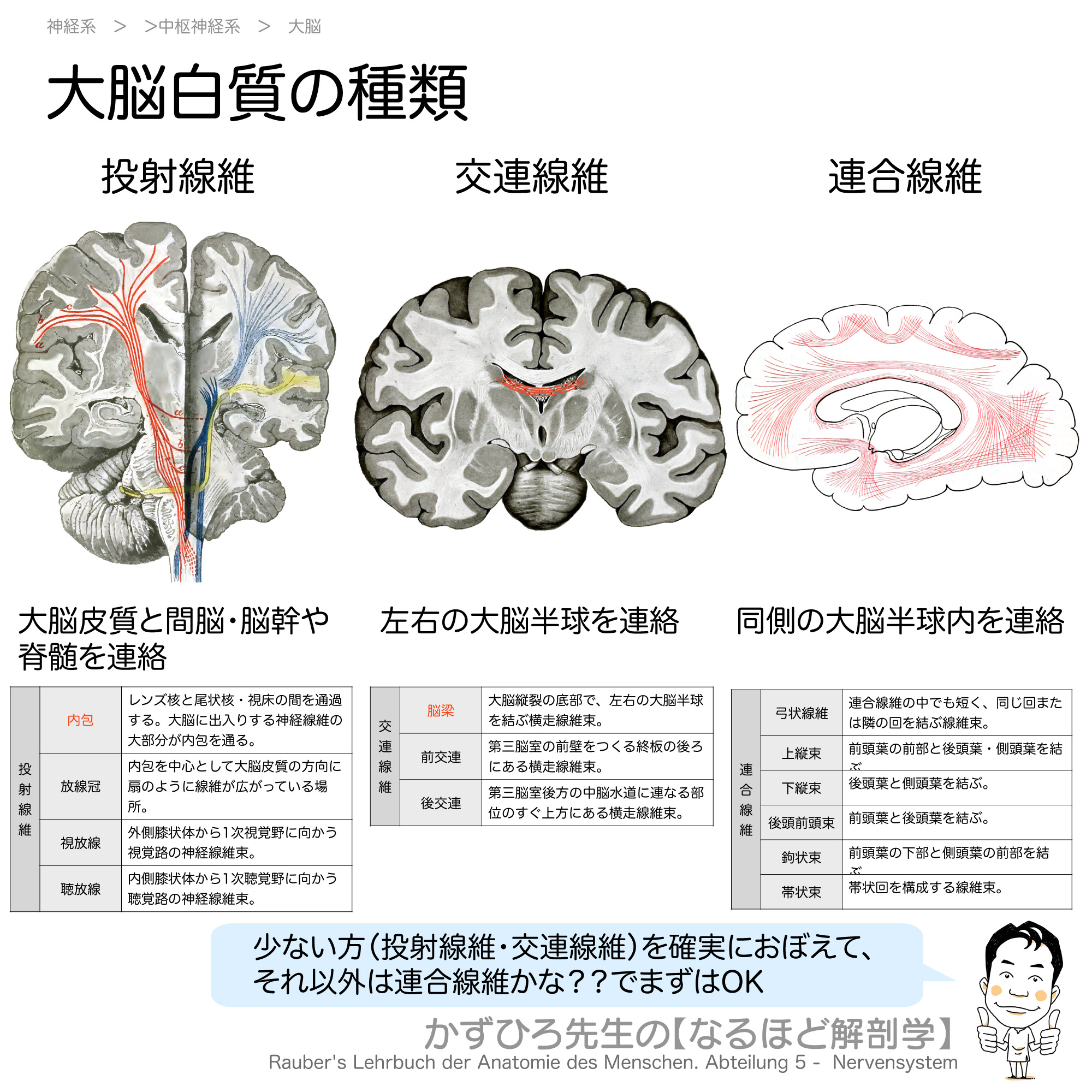 脳解剖学(萬万甫) Rauber-Kopsch解剖学