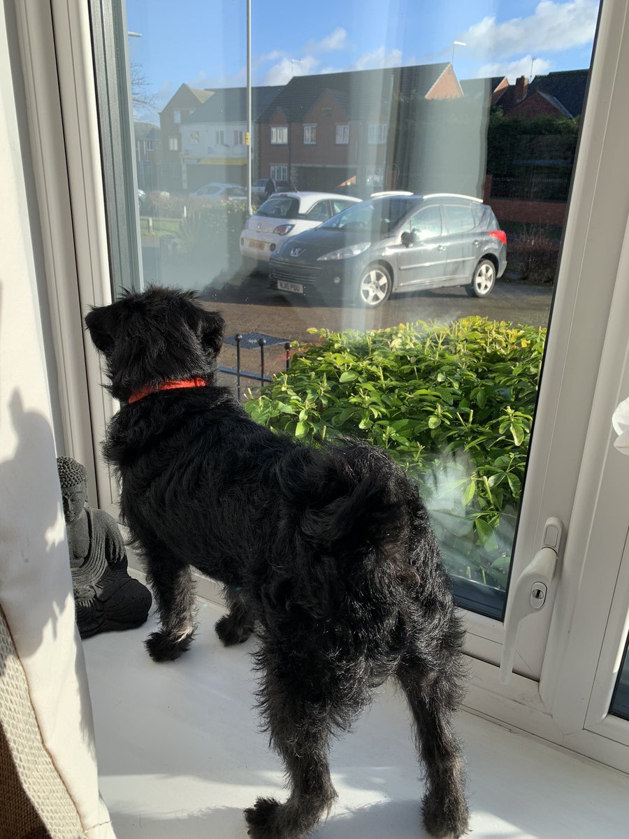 radiatorcat's tweet photo. Today has been sponsored by caffeine and concealer (more of one than the other admittedly), after the arrival of a new hairy baby into the Rose household… #dogsoftwitter #3hourssleep #caffeineintolerance https://t.co/Vi74mmeOGa