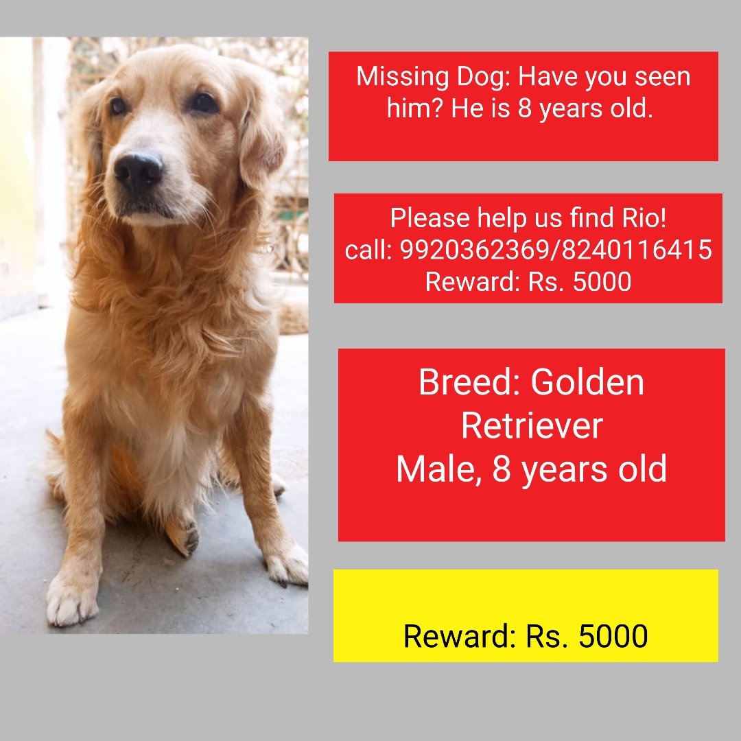 Our pet Rio is missing since 5 Feb, morning. He was kidnapped from our home, Thakurpukur, Kolkata. We are scared that illegal breeders are behind this. Pls spread the word and help us find him <a href="/swastika24/">Swastika Mukherjee</a> he is old and scared! 338 is the GD no, Haridevpur Police station
