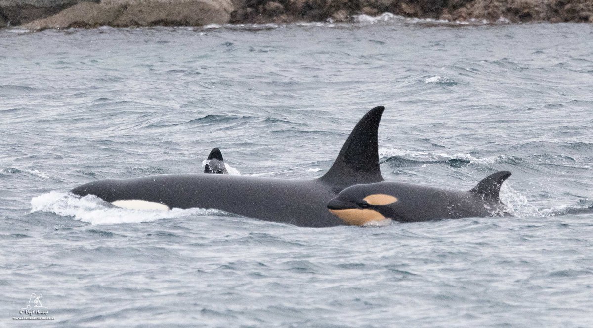 The new calf from the 65s #Orca pod surfacing alongside mum and matriarch 'Razor / '65' in Bressay Sound, Shetland this morning. Absolutely wonderful to watch, film and photograph.