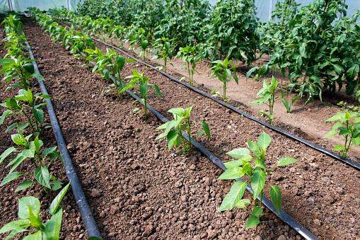 Modern #farming with advanced #irrigation systems.